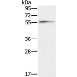 OXSR1 Antibody from Signalway Antibody (36674) - Antibodies.com