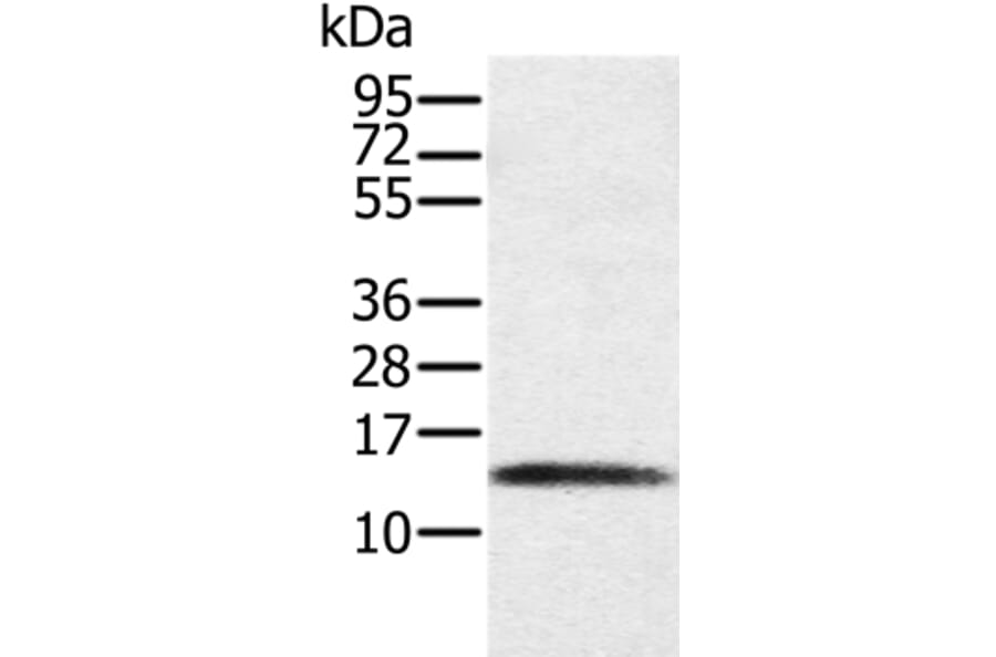 PAGE1 Antibody from Signalway Antibody (36677) - Antibodies.com