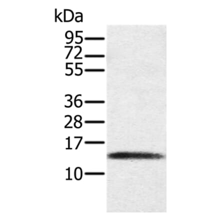 PAGE1 Antibody from Signalway Antibody (36677) - Antibodies.com