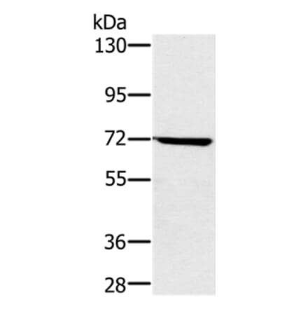 NUP85 Antibody from Signalway Antibody (36685) - Antibodies.com