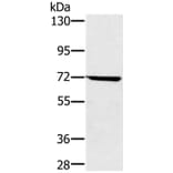 NUP85 Antibody from Signalway Antibody (36685) - Antibodies.com