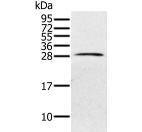 PILRB Antibody from Signalway Antibody (36695) - Antibodies.com