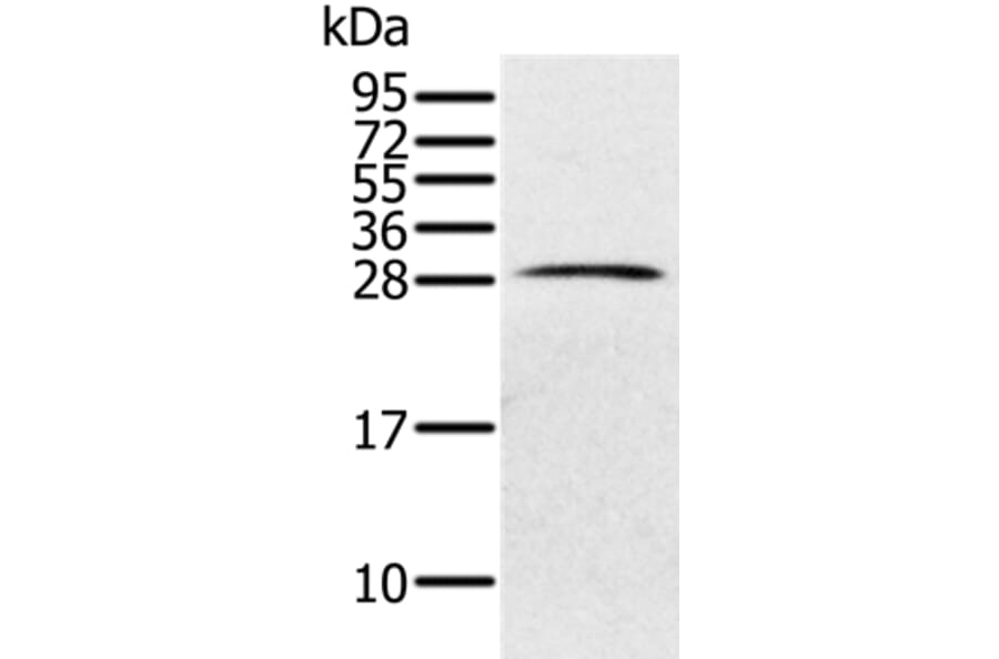PILRB Antibody from Signalway Antibody (36695) - Antibodies.com