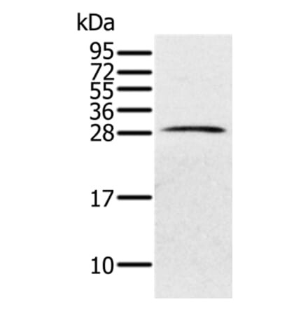 PILRB Antibody from Signalway Antibody (36695) - Antibodies.com