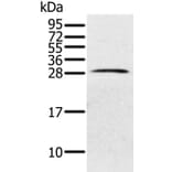 PILRB Antibody from Signalway Antibody (36695) - Antibodies.com