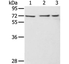 RBBP5 Antibody from Signalway Antibody (36715) - Antibodies.com