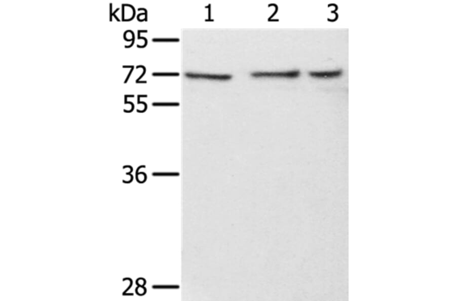 RBBP5 Antibody from Signalway Antibody (36715) - Antibodies.com