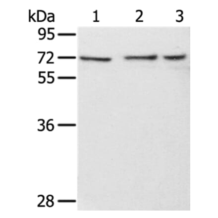 RBBP5 Antibody from Signalway Antibody (36715) - Antibodies.com