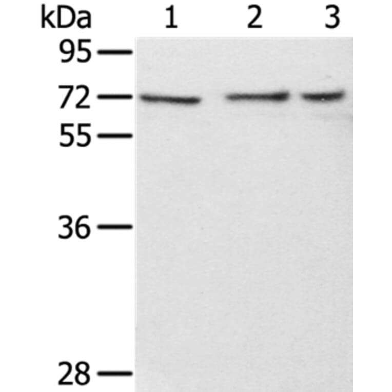 RBBP5 Antibody from Signalway Antibody (36715) - Antibodies.com