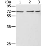 RBBP5 Antibody from Signalway Antibody (36715) - Antibodies.com