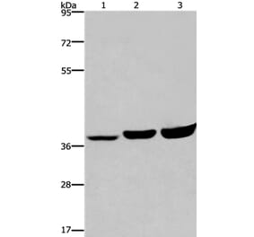 APAF1 Antibody from Signalway Antibody (36718) - Antibodies.com