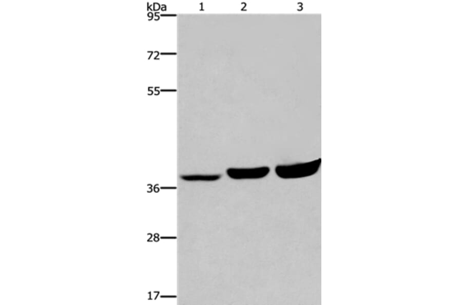 APAF1 Antibody from Signalway Antibody (36718) - Antibodies.com