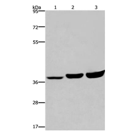 APAF1 Antibody from Signalway Antibody (36718) - Antibodies.com