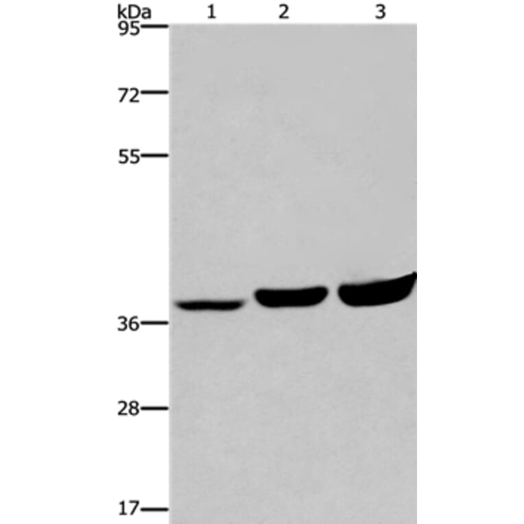 APAF1 Antibody from Signalway Antibody (36718) - Antibodies.com