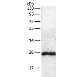 RAB5C Antibody from Signalway Antibody (36745) - Antibodies.com