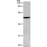 APG4B Antibody from Signalway Antibody (36757) - Antibodies.com