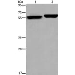 BECN1 Antibody from Signalway Antibody (36768) - Antibodies.com