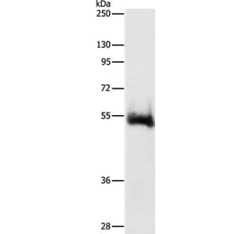 CHRM4 Antibody from Signalway Antibody (36792) - Antibodies.com