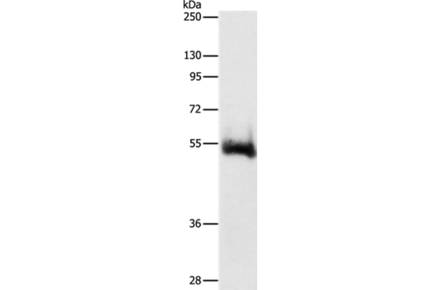 CHRM4 Antibody from Signalway Antibody (36792) - Antibodies.com