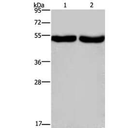 CXCR1 Antibody from Signalway Antibody (36814) - Antibodies.com