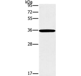 FOSL1 Antibody from Signalway Antibody (36857) - Antibodies.com