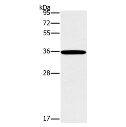 FOSL1 Antibody from Signalway Antibody (36857) - Antibodies.com