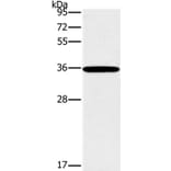 FOSL1 Antibody from Signalway Antibody (36857) - Antibodies.com