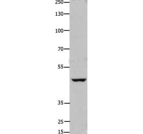 FOXD3 Antibody from Signalway Antibody (36865) - Antibodies.com