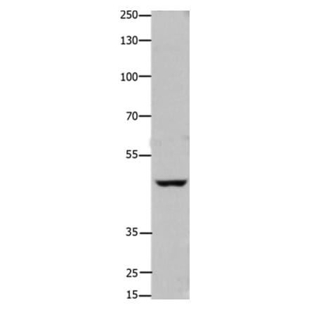FOXD3 Antibody from Signalway Antibody (36865) - Antibodies.com