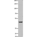 FOXD3 Antibody from Signalway Antibody (36865) - Antibodies.com