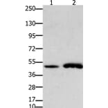 FOXL2 Antibody from Signalway Antibody (36868) - Antibodies.com