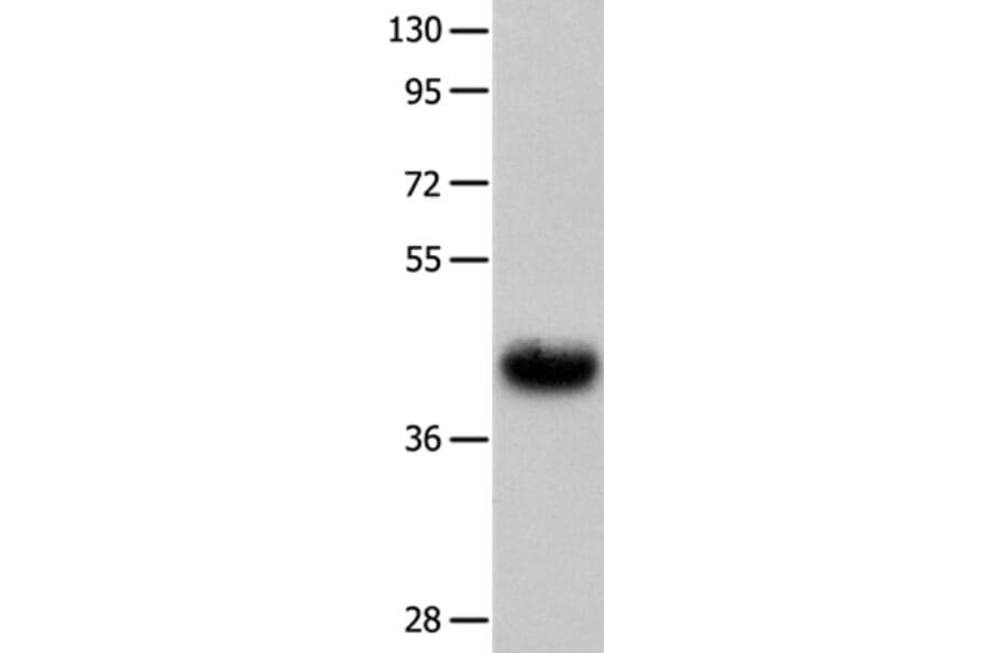 UTS2R Antibody from Signalway Antibody (36909) - Antibodies.com