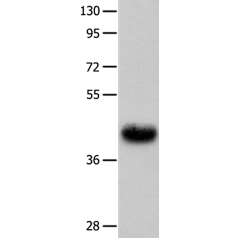 UTS2R Antibody from Signalway Antibody (36909) - Antibodies.com