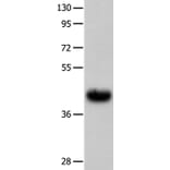 UTS2R Antibody from Signalway Antibody (36909) - Antibodies.com