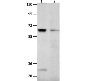 KCNC2 Antibody from Signalway Antibody (36942) - Antibodies.com