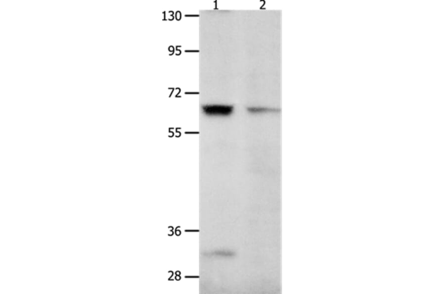 KCNC2 Antibody from Signalway Antibody (36942) - Antibodies.com