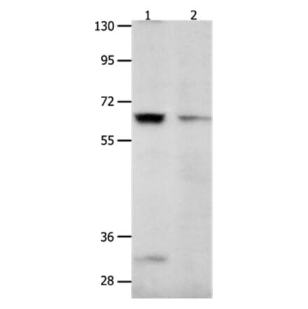 KCNC2 Antibody from Signalway Antibody (36942) - Antibodies.com