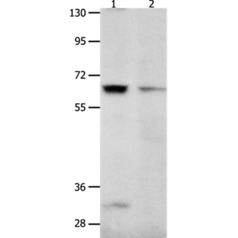 KCNC2 Antibody from Signalway Antibody (36942) - Antibodies.com