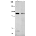KCNC2 Antibody from Signalway Antibody (36942) - Antibodies.com