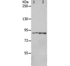 KCNC3 Antibody from Signalway Antibody (36943) - Antibodies.com