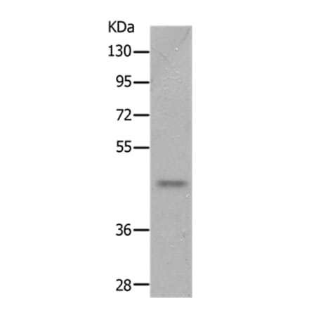 NTSR2 Antibody from Signalway Antibody (37000) - Antibodies.com