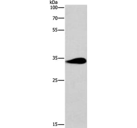 TNIP3 Antibody from Signalway Antibody (37076) - Antibodies.com