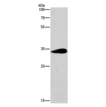 TNIP3 Antibody from Signalway Antibody (37076) - Antibodies.com