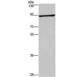 DCLK1 Antibody from Signalway Antibody (37119) - Antibodies.com