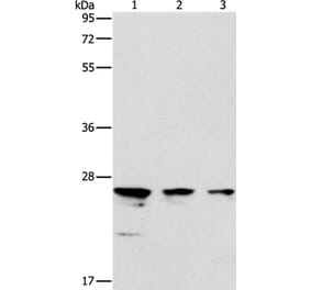 MOB1B Antibody from Signalway Antibody (37127) - Antibodies.com
