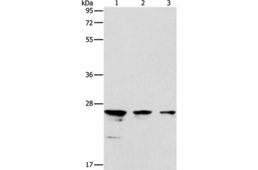 MOB1B Antibody from Signalway Antibody (37127) - Antibodies.com