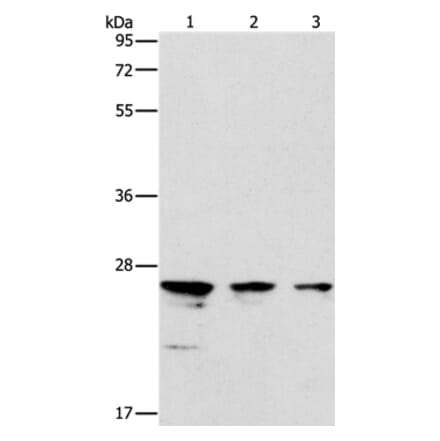 MOB1B Antibody from Signalway Antibody (37127) - Antibodies.com