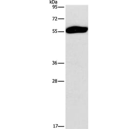 SPAG6 Antibody from Signalway Antibody (37162) - Antibodies.com