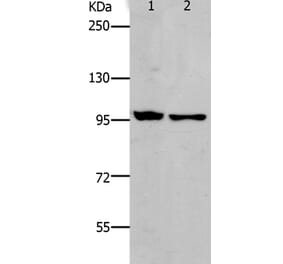 NFKB2 Antibody from Signalway Antibody (37182) - Antibodies.com