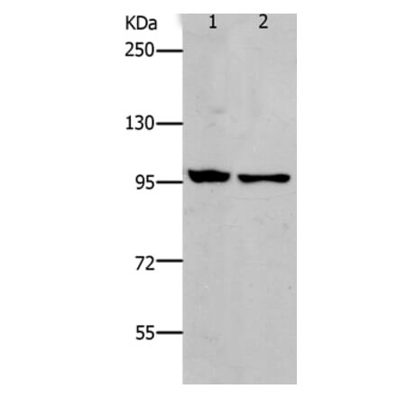 NFKB2 Antibody from Signalway Antibody (37182) - Antibodies.com